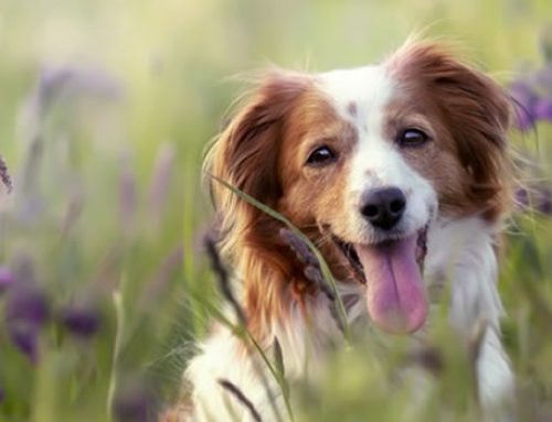 3 Ways to Relieve Seasonal Allergies in Dogs