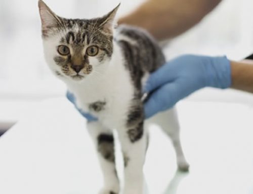 4 Common Injuries Affecting Cats