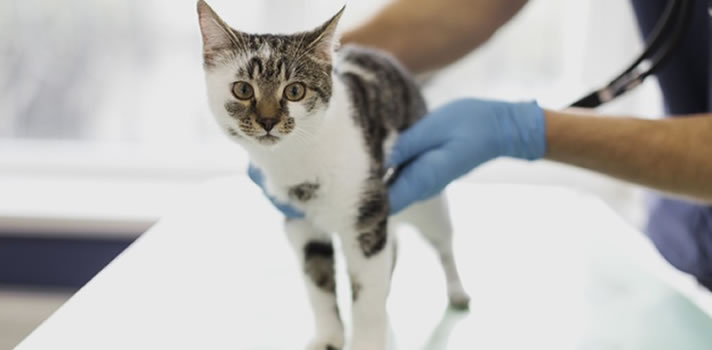4 Common Injuries Affecting Cats