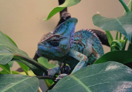 Chameleon | Wards Corner Animal Hospital | Loveland, Ohio