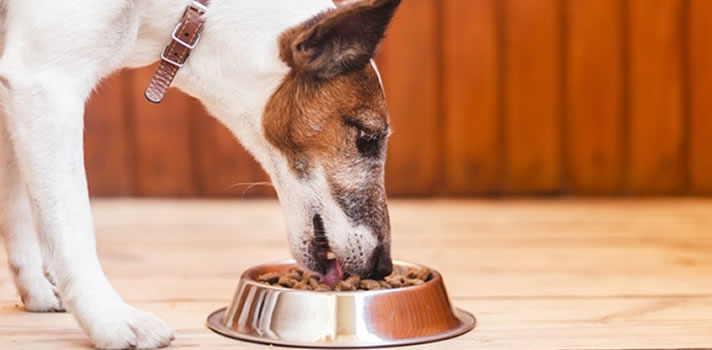 How Vet-Approved Dog Food Helps With Healthy Weight | Wards Corner Animal Hospital | Loveland, Ohio