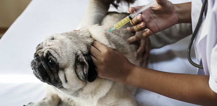A Dog Owner's Guide to Pet Vaccinations