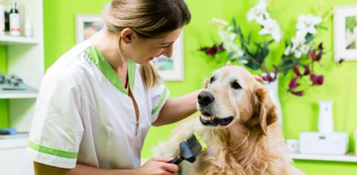 FAQ About Dogs’ Shedding | Wards Corner Animal Hospital | Loveland, Ohio