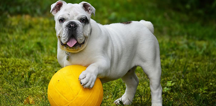 Top 4 Ways to Exercise Your Dog | Wards Corner Animal Hospital | Loveland, Ohio