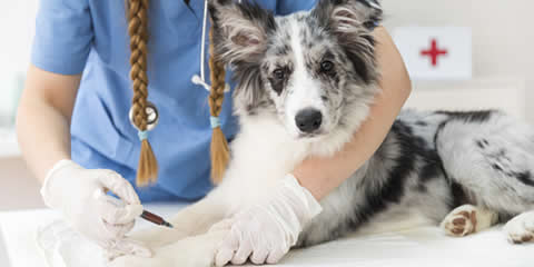 A Guide to Dog Vaccinations | Eards Corner Animal Hospital