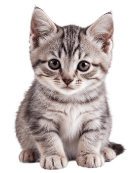 Wards Corner Animal Hospital - Kitten Adoptions
