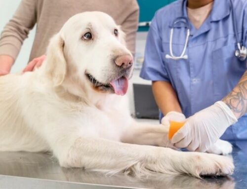 A Pet Care Guide for Dogs With Heartworm Disease