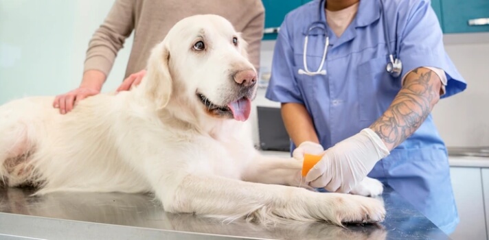 A Pet Care Guide for Dogs with Heartworm Disease